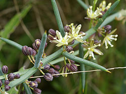 Asparagus stipularis (detail).jpg