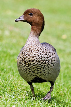 Australian wood duck - male.jpg
