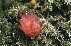 Austrocatus Patagonicus 11.jpg
