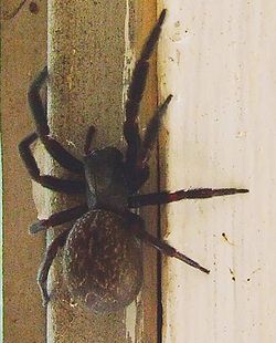 Badumna insignis (Black window spider).jpg
