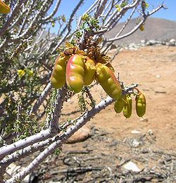 Balsamocarpon brevifolium-PhotoJimenez.JPG