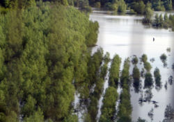 Balta Ialomiţei flooded bgiu.jpg