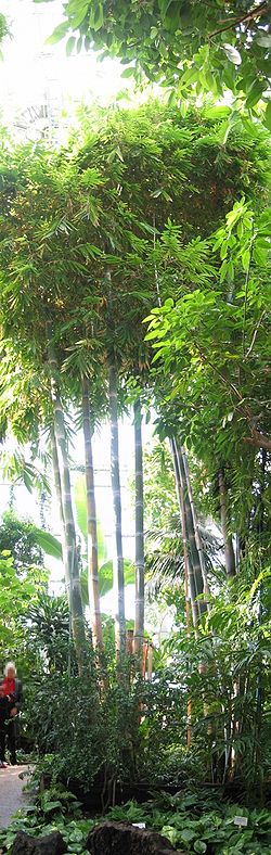 Bambus berlin botanischer garten.jpg