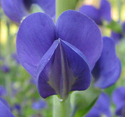 Baptisia australis - false blue indigo - desc-flower front view.jpg