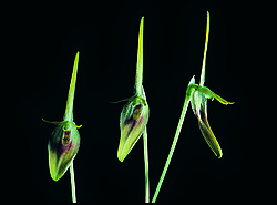 Barbosella dolichorhiza.jpg