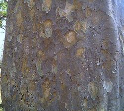 Bark of Annogeissus latifolia.jpg