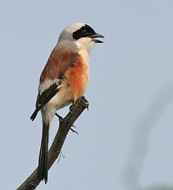 Bay-backed Shrike (Lanius vittatus) at Sultanpur I Picture 052.jpg