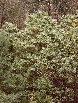 Bedfordia arborescens Coolangubra 1995-10-3.jpg