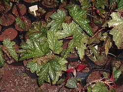 Begonia1.jpg