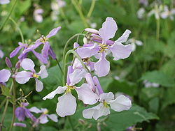 Beihai-flower.JPG