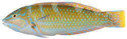 Belize Larval-Fish Group 2004 - Smithsonian Institution - Halichoeres radiatus, Terminal Phase (Puddingwife Wrasse) (pd).jpg