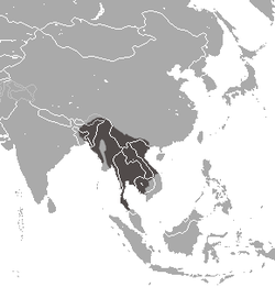 Distribución del loris lento de Bengala