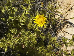 Berkheya spinosissima.jpg