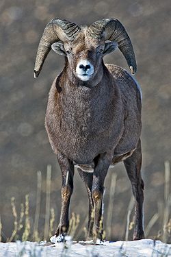 Big Horn Sheep.jpg