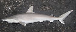 Blacknose shark nmfs.jpg
