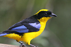 Blue-winged Mountain-tanager Ecuador 1357a.jpg