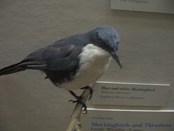Blueandwhitemockingbird.JPG