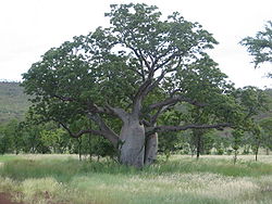 Boab tree in February, Kimberley region, Western Australia.jpg