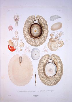 Bonite-mollusques-pl27.jpg
