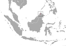 Distribución del tejón turón de Borneo