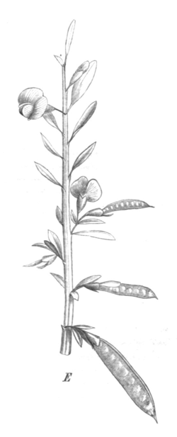 Bossiaea heterophylla Taub107c.png