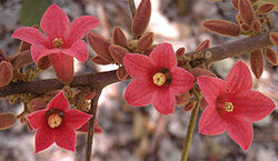 Brachychiton bidwillii flowers.jpg