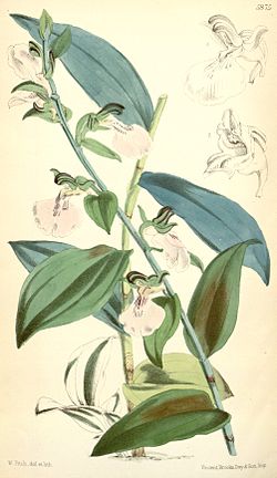 Brachycorythis macrantha (as syn. Eulophia helleborina) - Curtis' 96 (Ser. 3 no. 26) pl. 5875 (1870).jpg