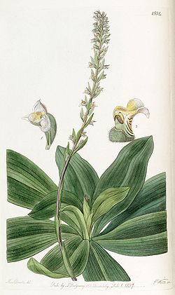 Brachystele bracteosa (as Spiranthes bracteosa) - Edwards vol 23 pl 1934 (1837).jpg