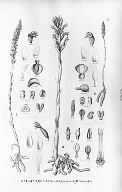 Brachystele dilatata (as Spiranthes ulaei) - Brachystele guayanensis (as Spiranthes guayanensis, spelled S. guyanensis) - Sarcoglottis schwackei (as Spiranthes schwackei).jpg