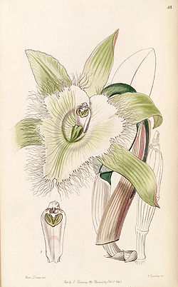 Brassavola digbyana - Edwards vol 32 (NS 9) pl 53 (1846).jpg