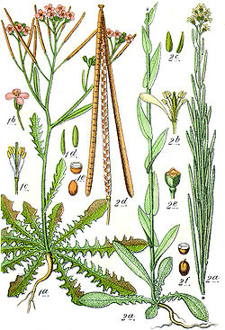 Brassicaceae spp Sturm16.jpg