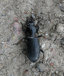 Broscus cephalotes2.jpg