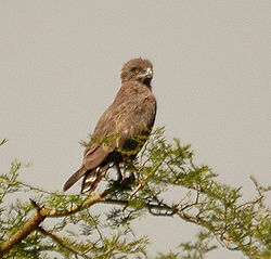 Brown Snake-eagle murchison dec05.jpg