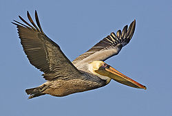 Brown pelican - natures pics.jpg