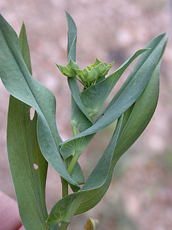 Bupleurum lancifolium1.jpg