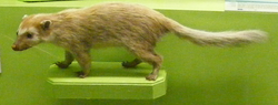 Burmese ferret badger.png