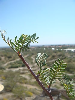 Bursera-microphylla-20080322.JPG