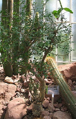 Burseraceae - Bursera fagaroides - Weißgummibaum.jpg