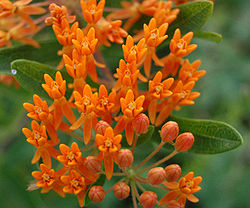 Butterfly Weed Flower and Bud Closeup 2408px.jpg