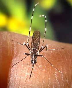 CDC-Gathany-Aedes-albopictus-2.jpg
