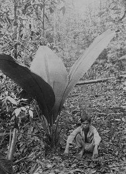 COLLECTIE TROPENMUSEUM Een Indonesische jongen poseert naast een palm de Johannesteijsmannia altifrons in een bos op Noord-Sumatra TMnr 60043359.jpg