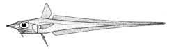 Caelorinchus innotabilis (Notable whiptail).gif