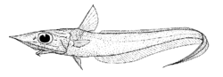 Caelorinchus kaiyomaru (Campbell whiptail).gif