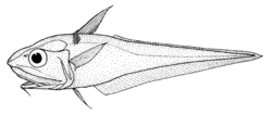 Caelorinchus matamua (Mahia whiptail).gif