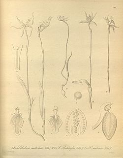Caladenia multiclavia, C. barbarossa, Ericksonella saccharata (as Caladenia saccharata - Xenia 2-188 (1874).jpg