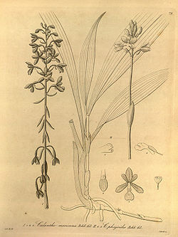 Calanthe calanthoides (as Calanthe mexicana) - Calanthe angustifolia (as Calanthe phajoides) - Xenia 1-79 (1858).jpg