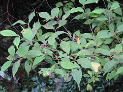 Callicarpa japonica3.jpg