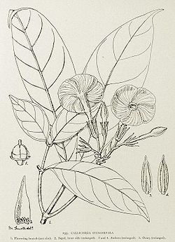Callichilia stenosepala-1906.jpg