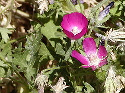 Callirhoe involucrata-600px.jpg