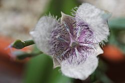 Calochortus tolmiei 2.jpg